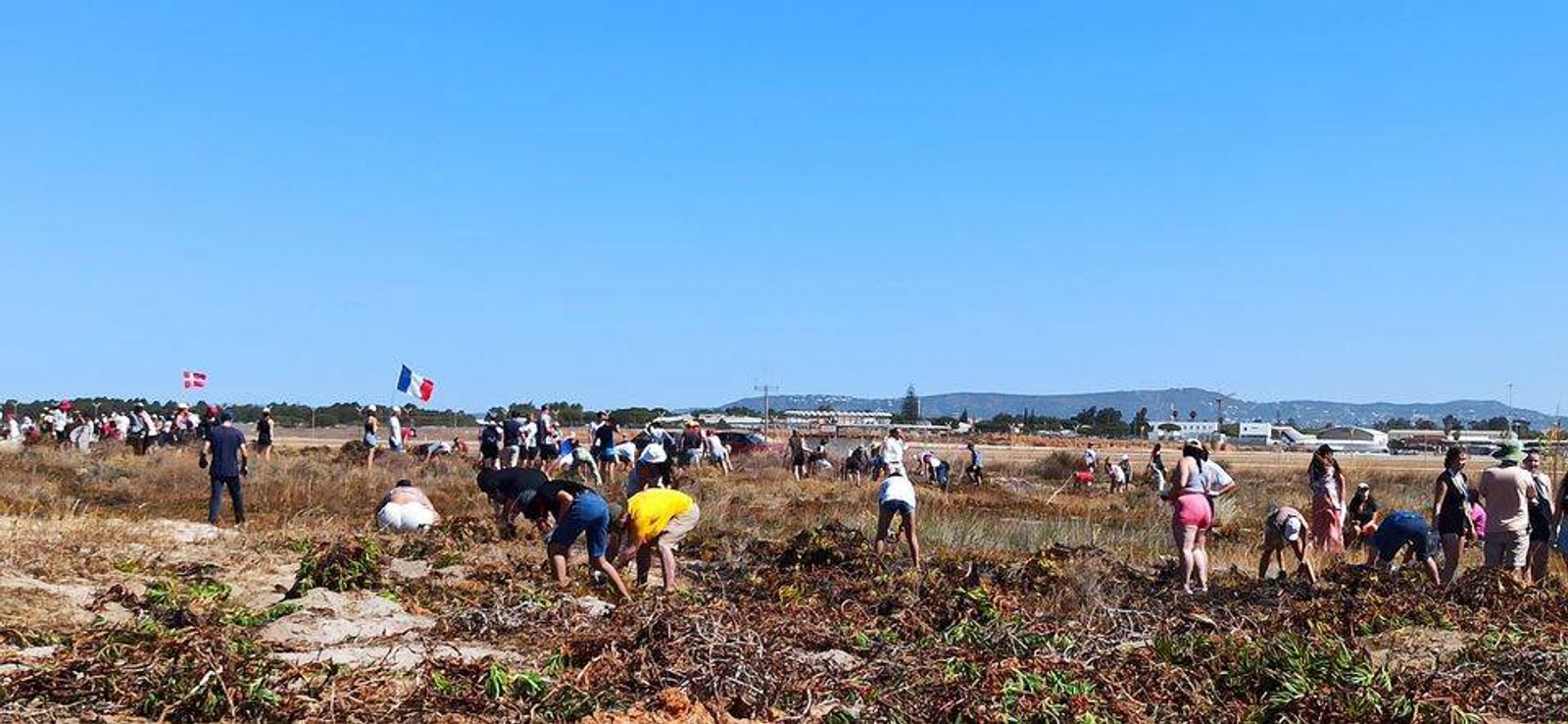 Ação de Remoção de chorão em Faro com 500 voluntários da JMJ 2023 