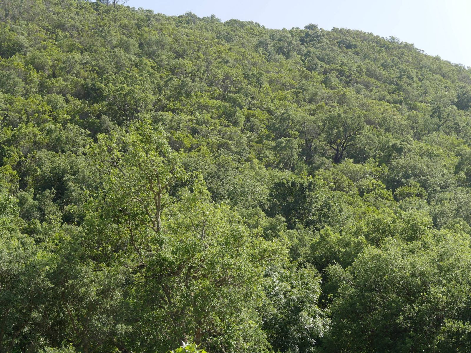 Panorâmica da encosta Norte 