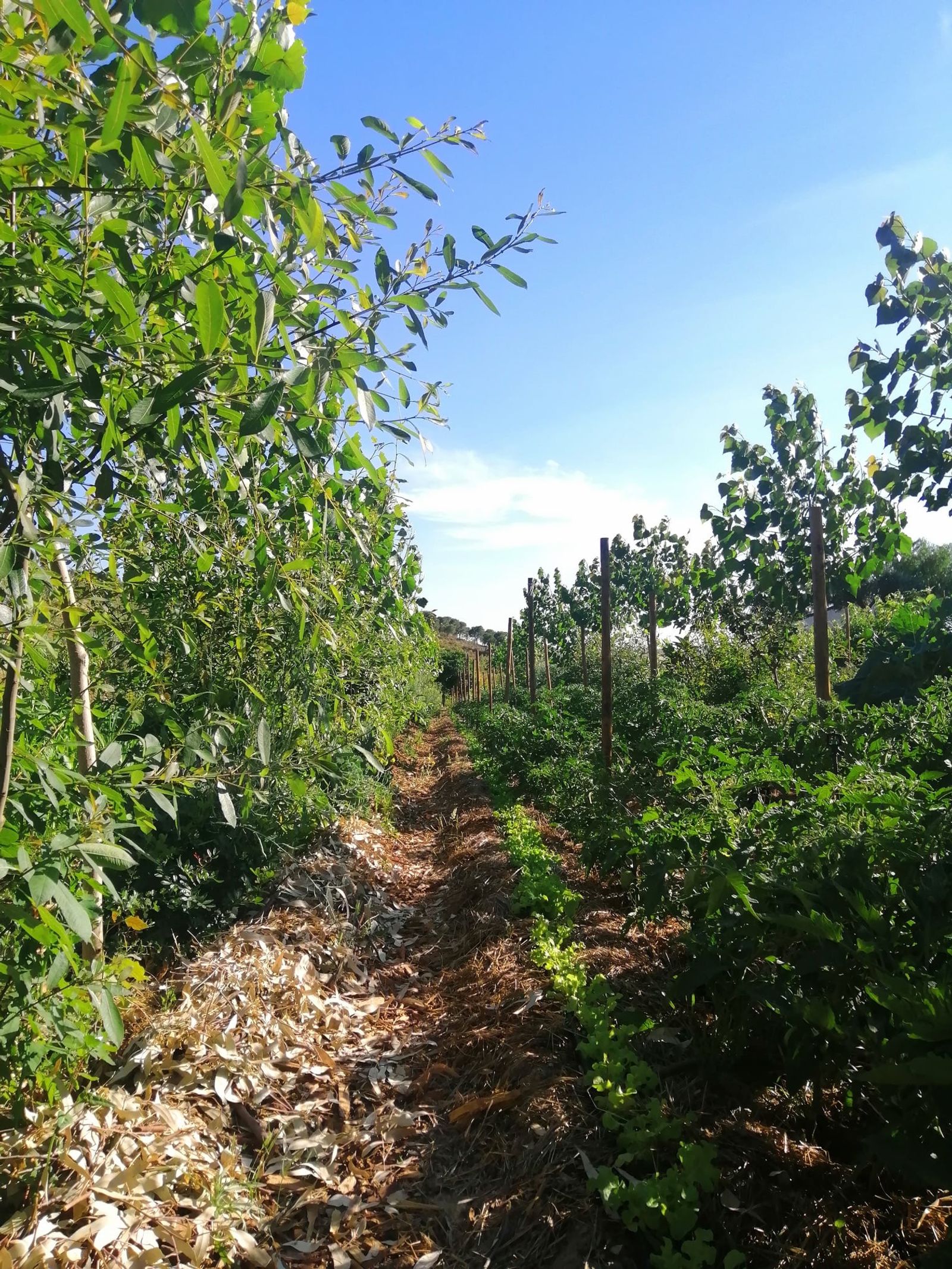 Agrofloresta de sucessão estratificada - parcelas experimentais