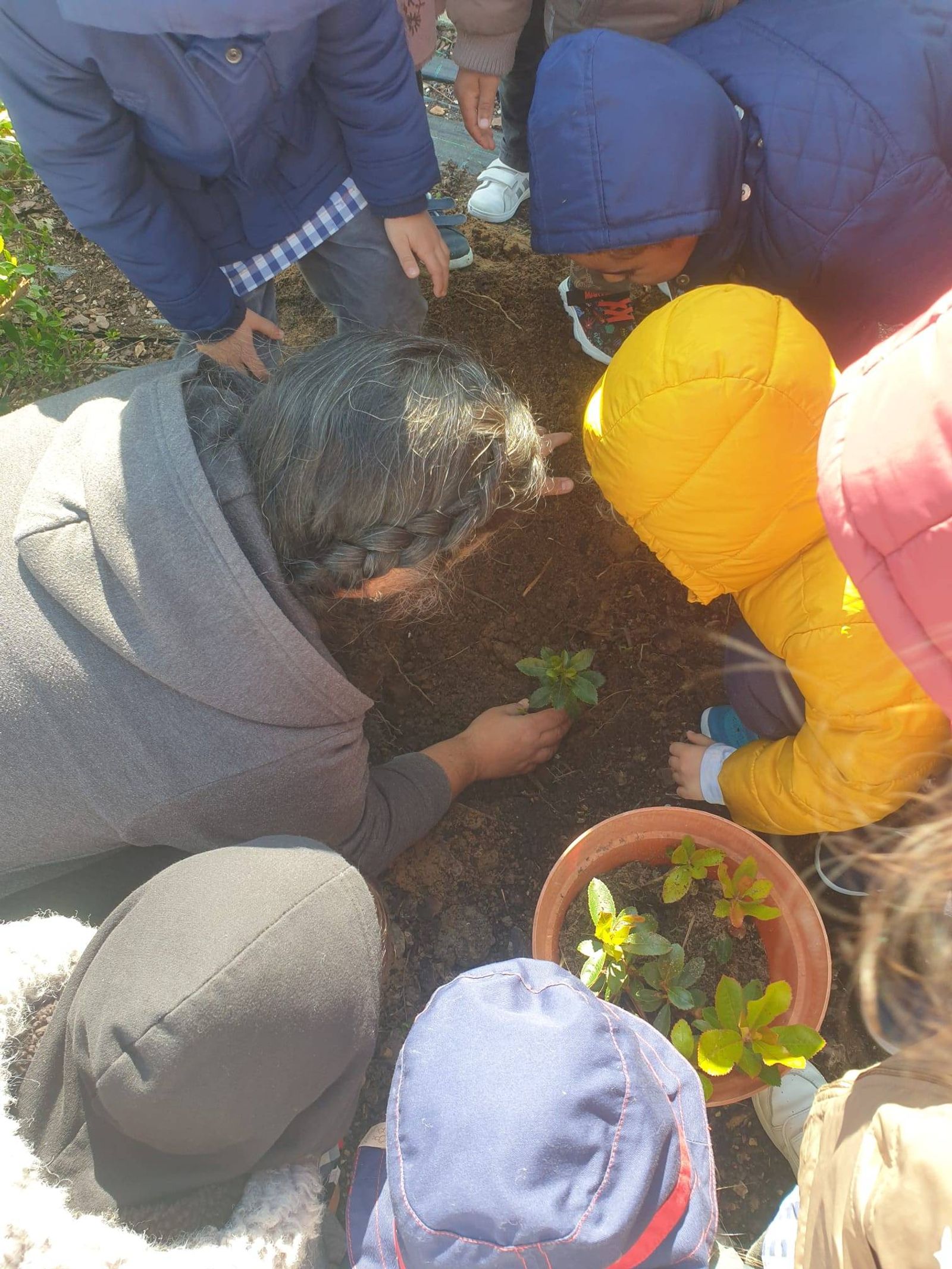 Plantação de plantas Autoctones em espaço escolar