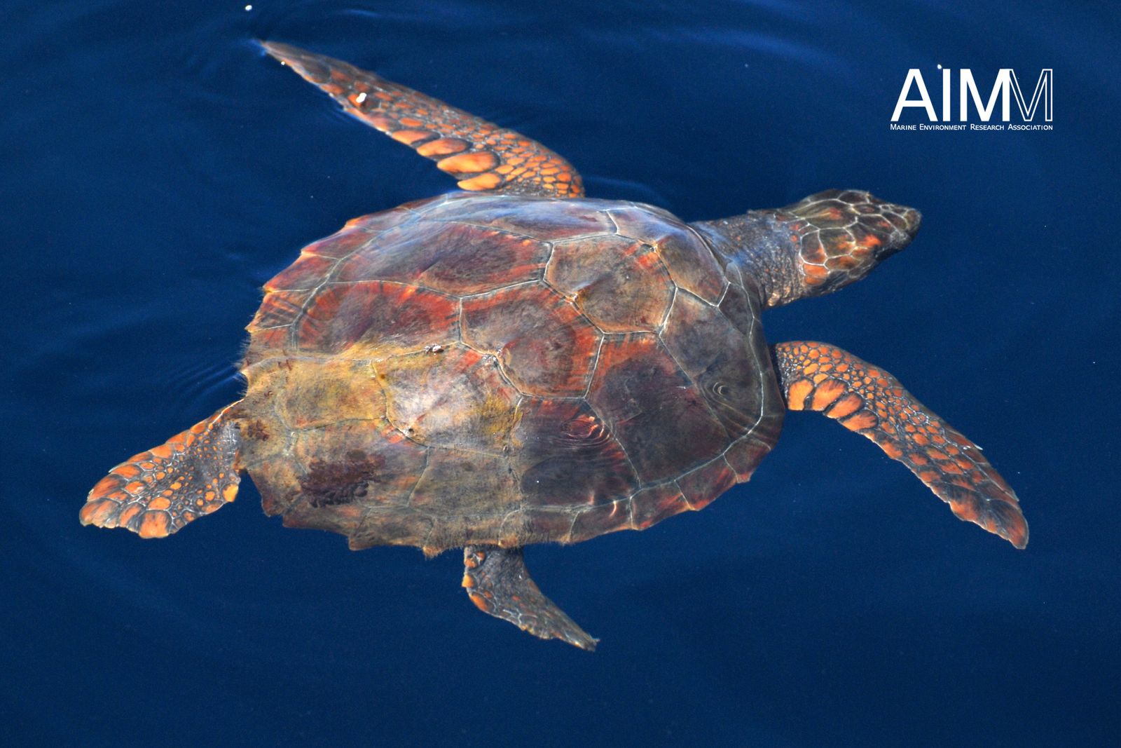 Tartaruga-comum (Caretta caretta)