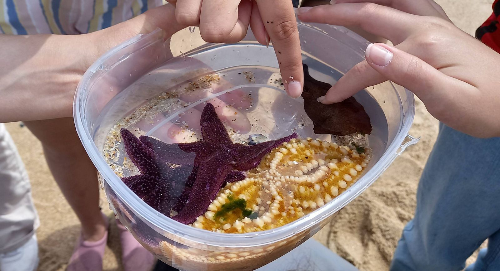 Identificação de biodiversidade entre marés