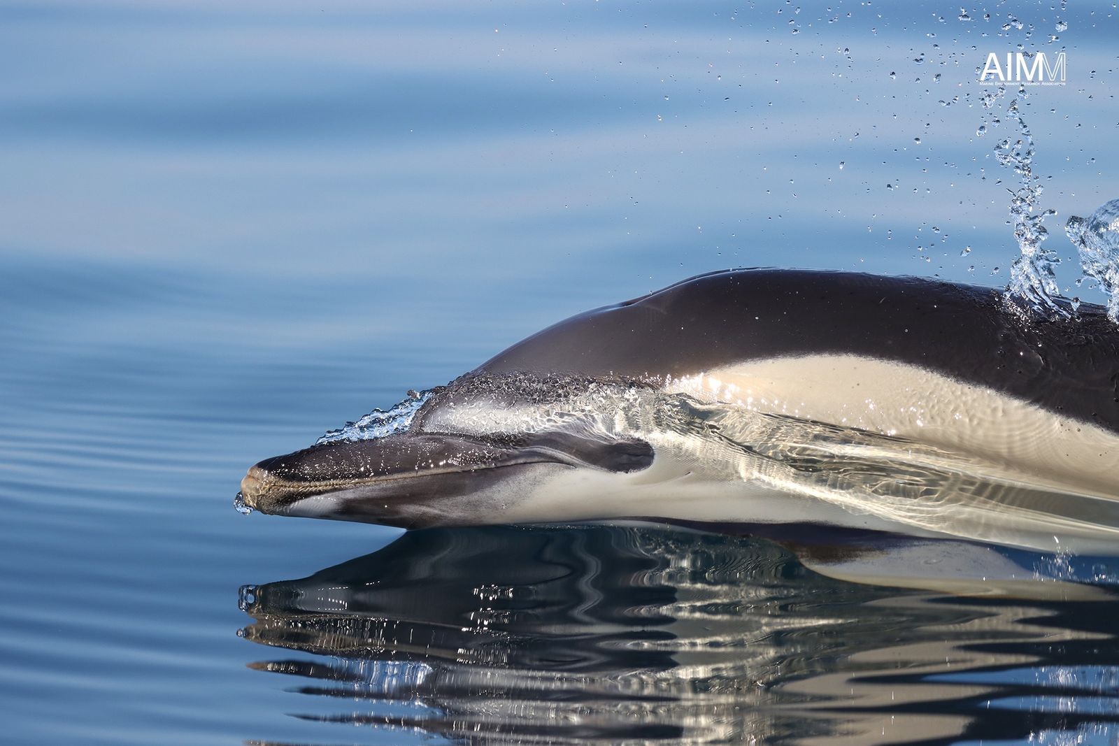Golfinho-comum (Delphinus delphis)