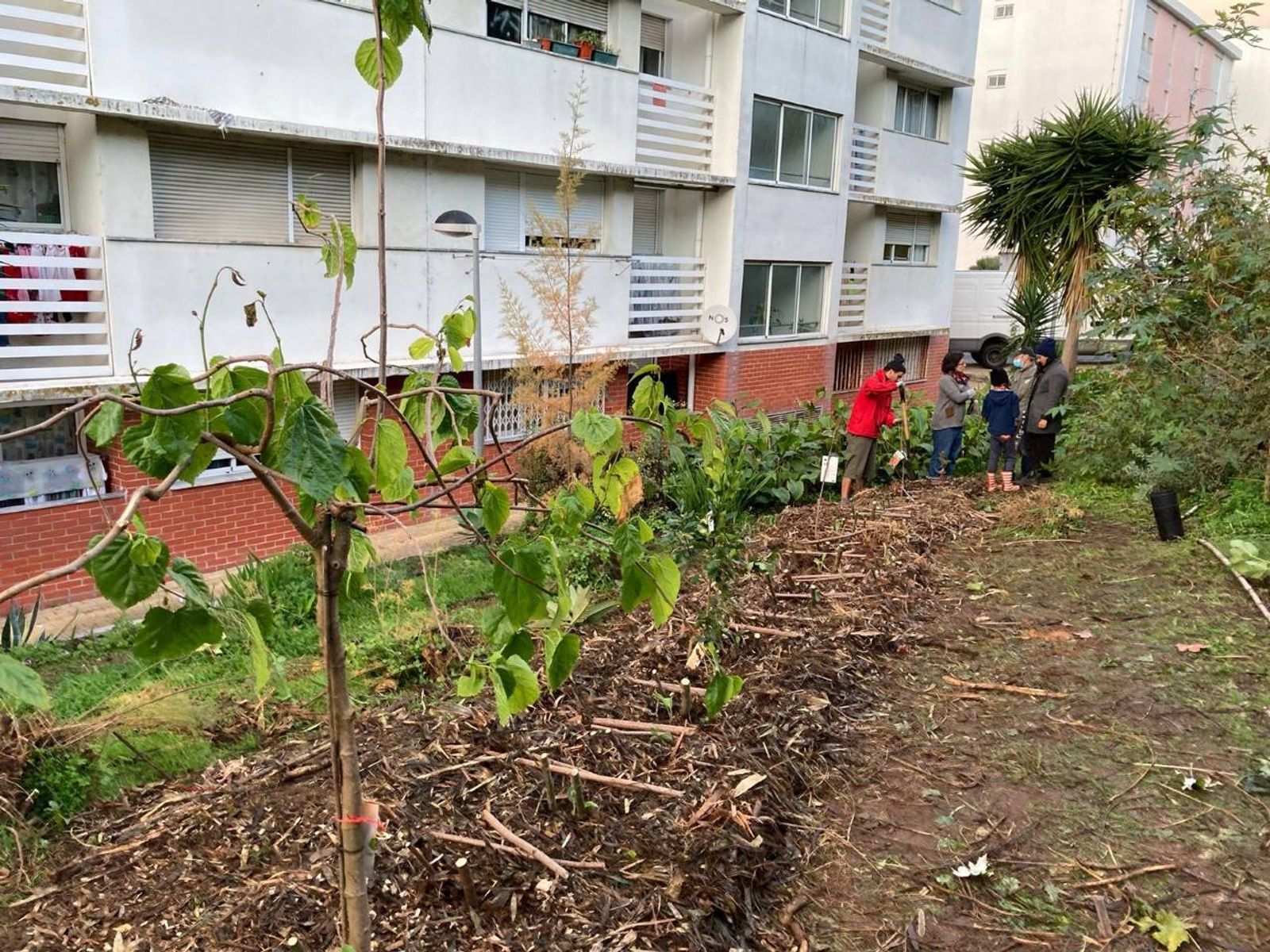 Implantação de uma linha da agrofloresta