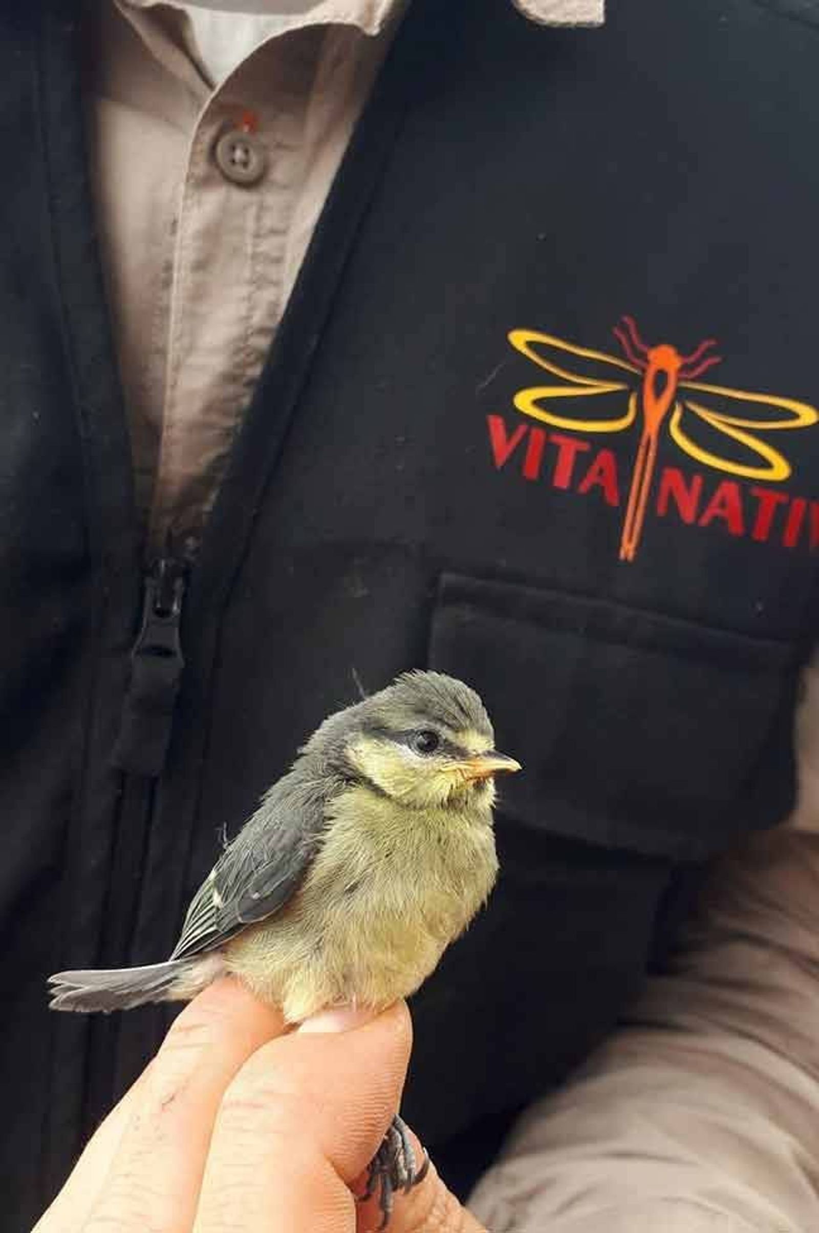 Alojamento Local para Aves