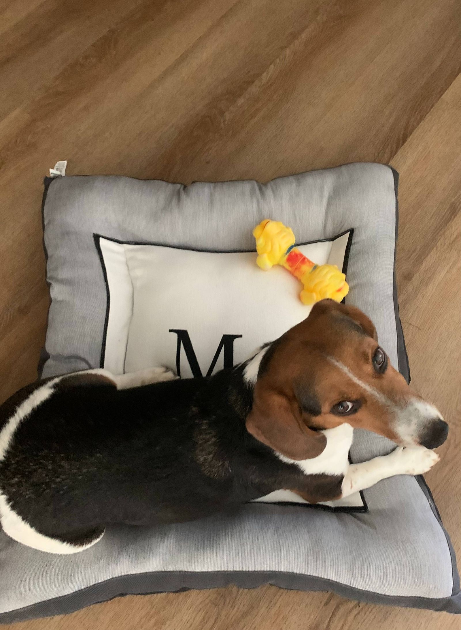 Produto re.store® pet: Lucky
