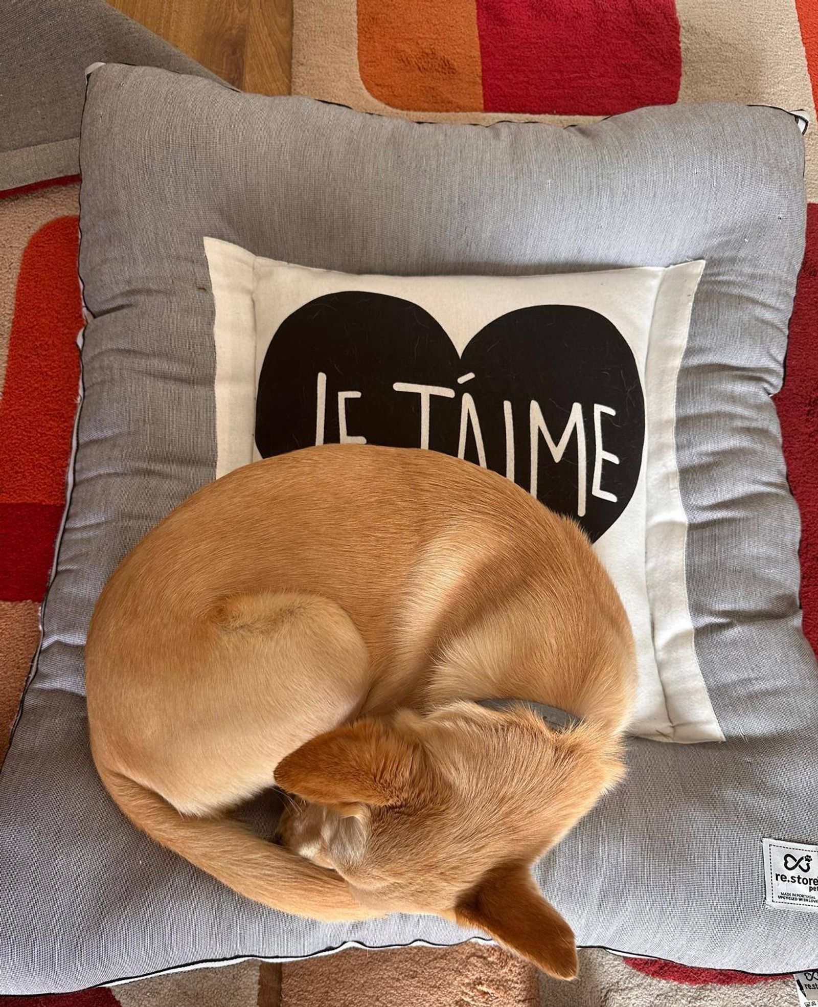 Produto re.store® pet: Nico
