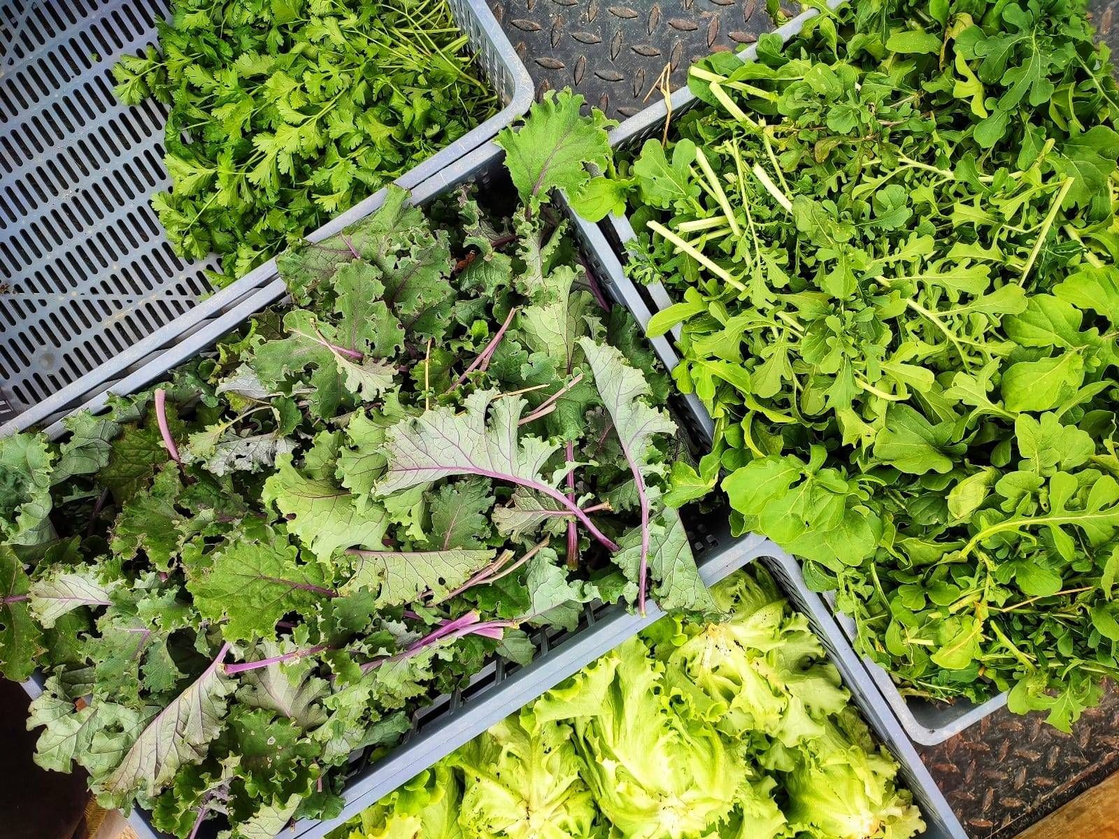 Produção agroecológica