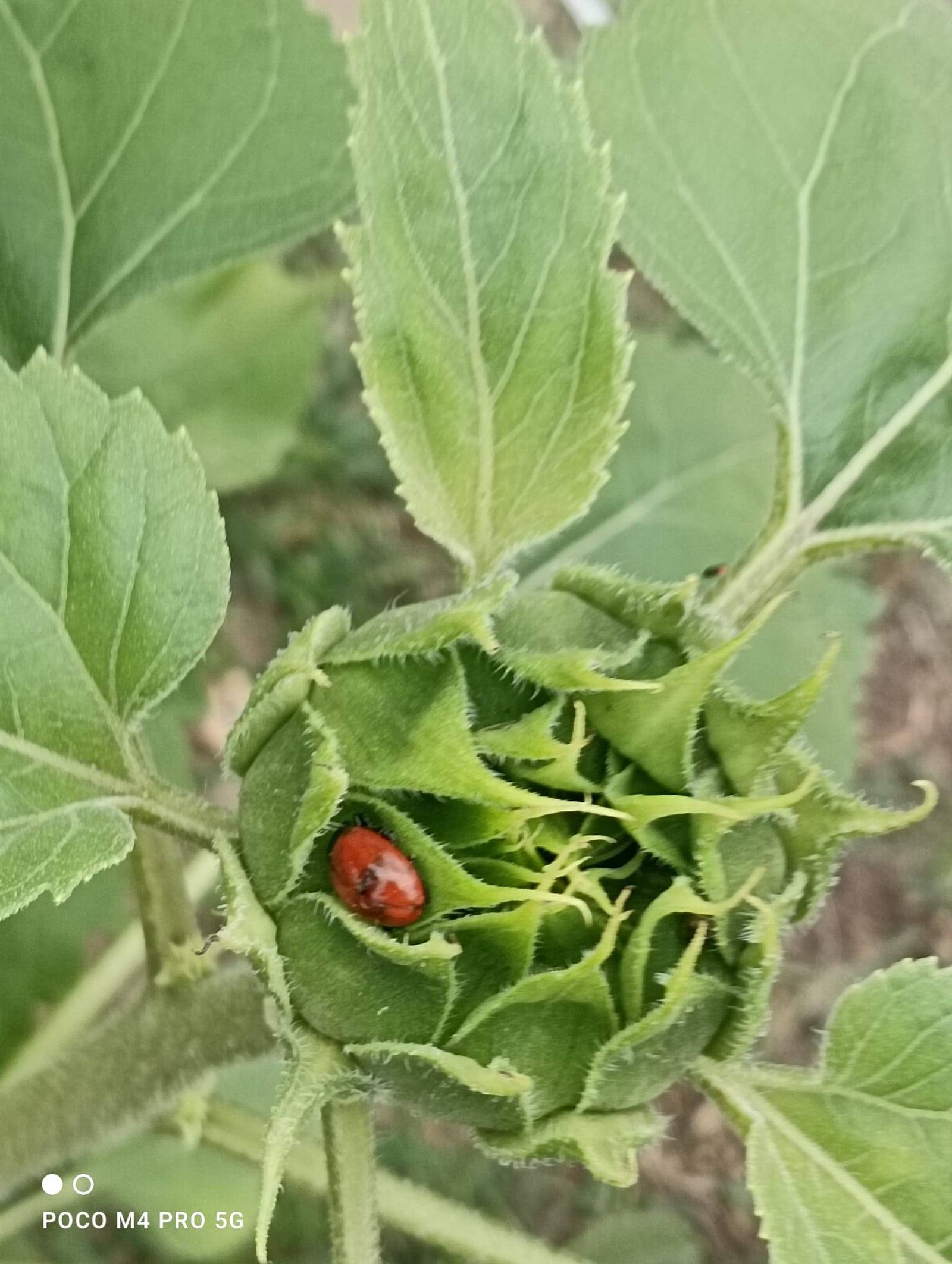 Exemplar de flora com fauna presente na horta