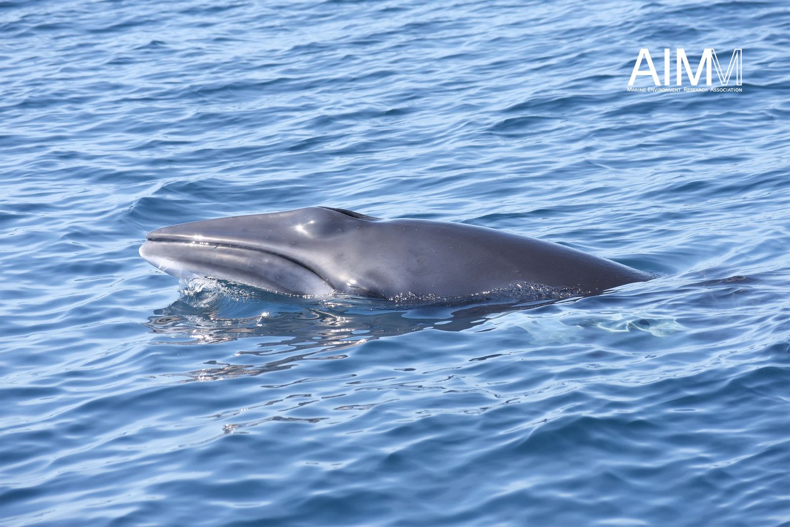 Baleia-anã (Balaenoptera acutorostrata)