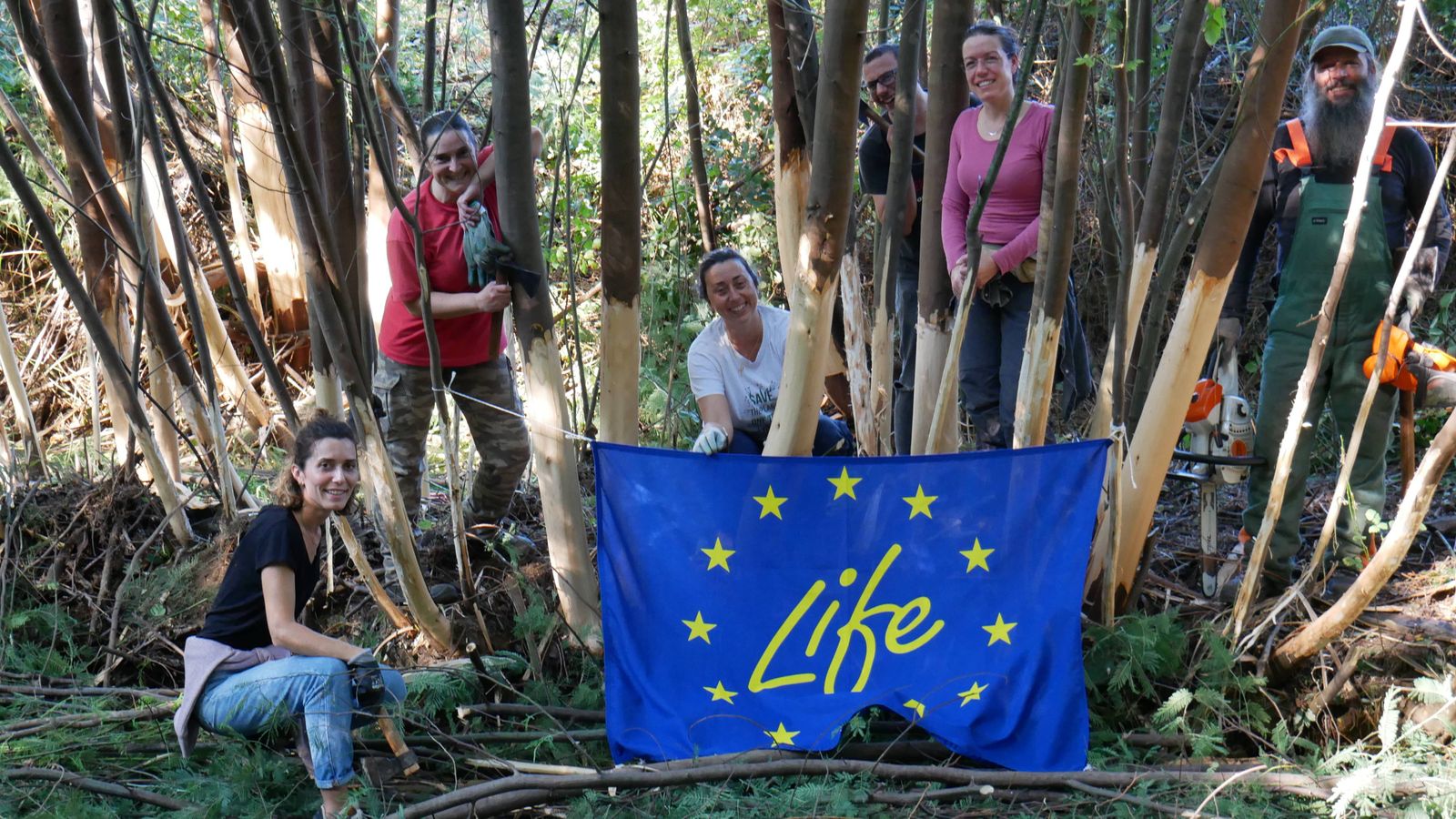 LIFE Águeda - Voluntariado ambiental - controlo de invasoras (descasque de acacial)