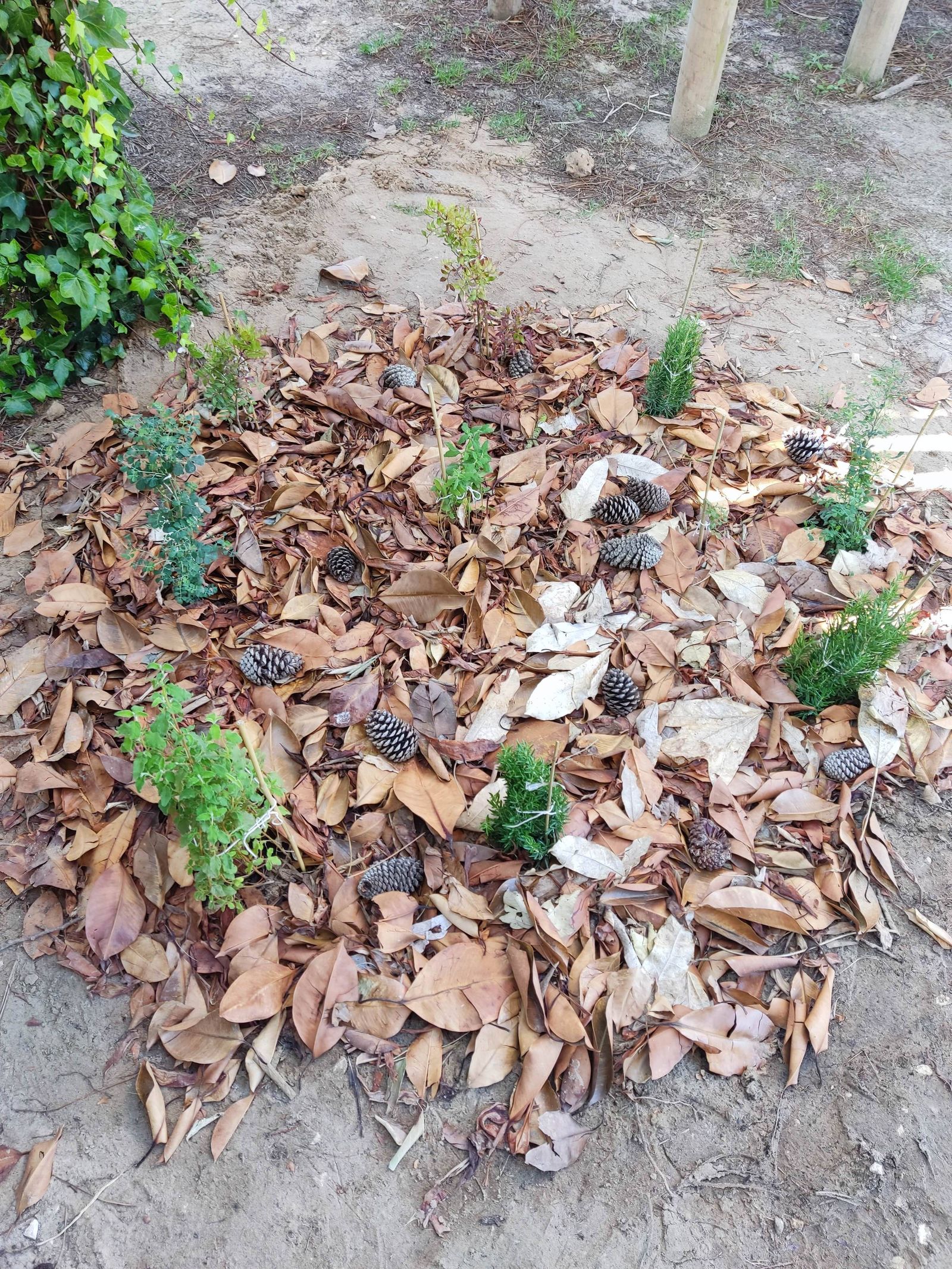 EarthWise Alliance - Miyawaki Pocket Forest