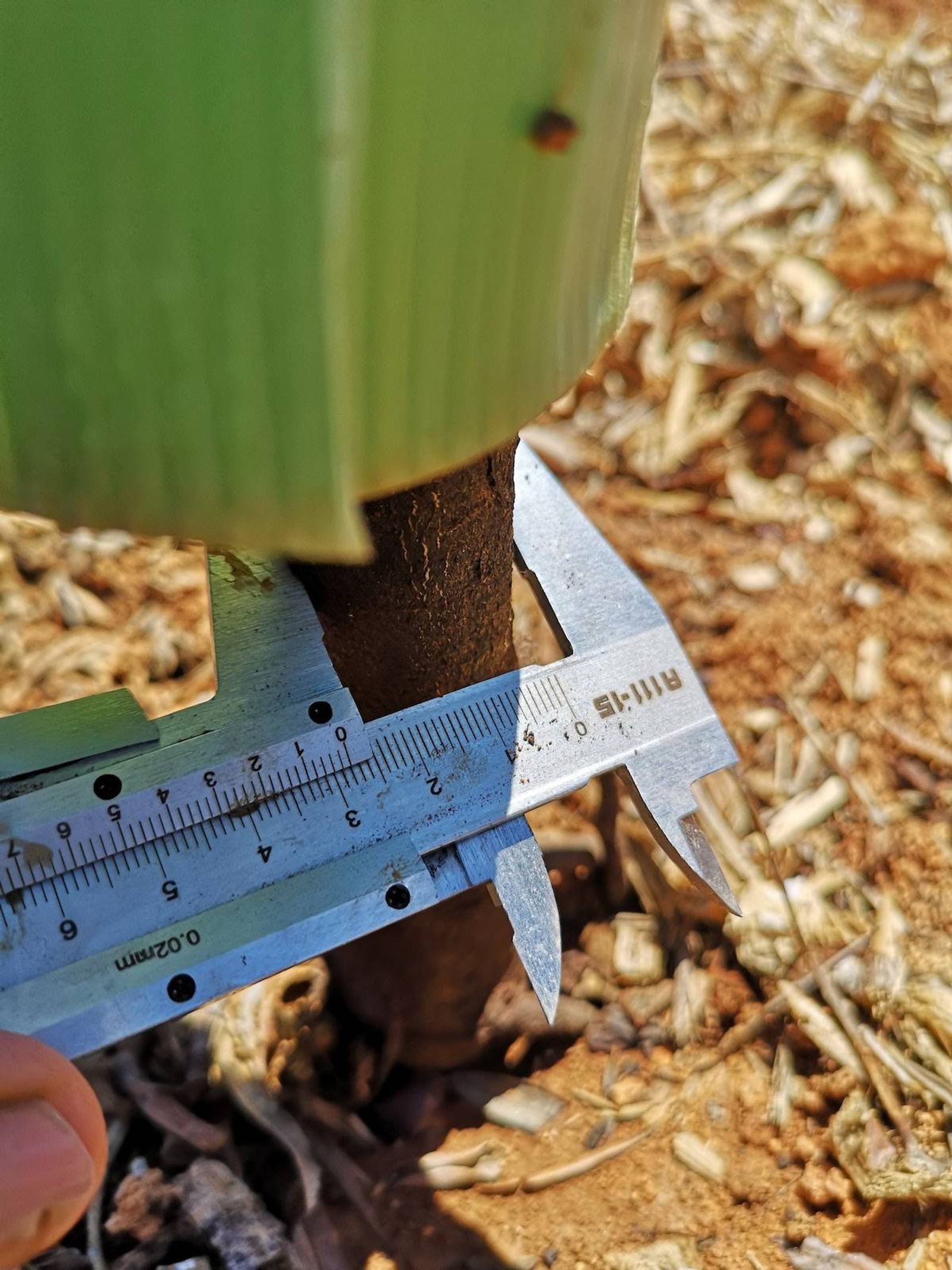 Medição de tronco para actualizar a base de dados de todas as árvores de fruto
