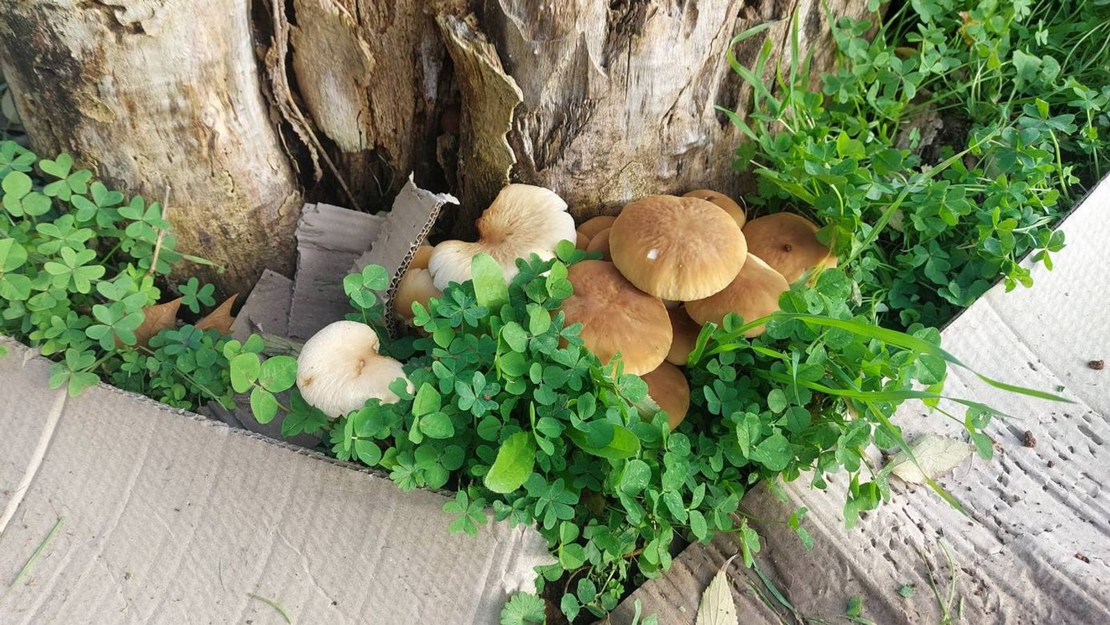 Crescimento de fungos nos troncos presentes na zona da floresta.