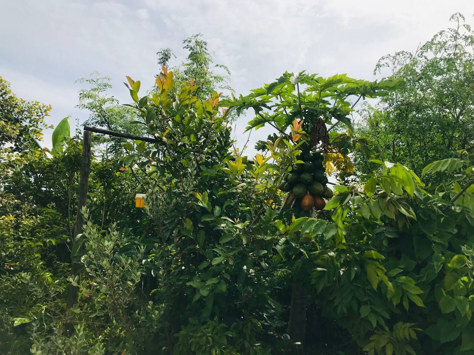 A primeira Floresta Comestível inspirada no método Miyawaki que foi plantada no Pomar