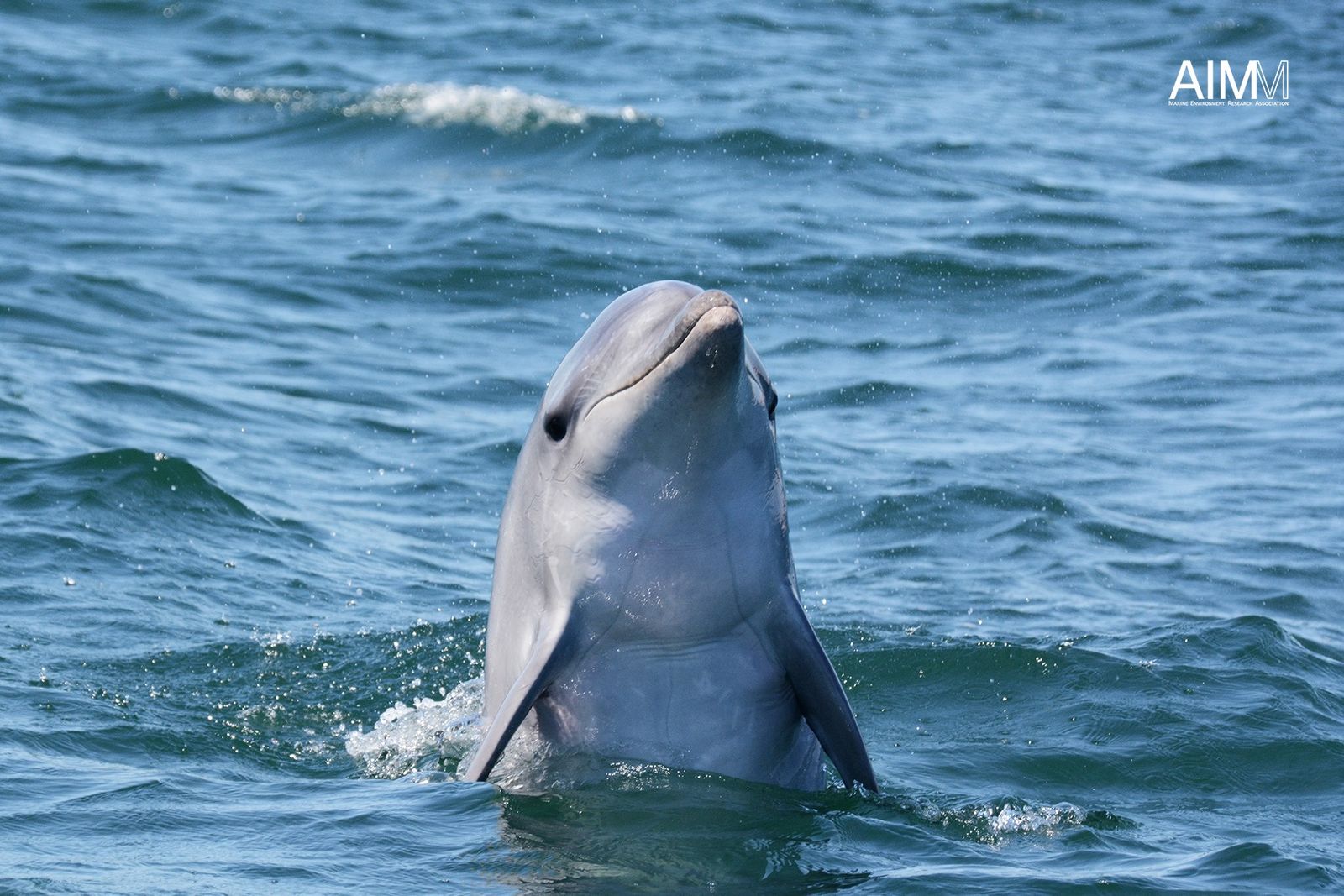 Golfinho-roaz (Tursiops truncatus)