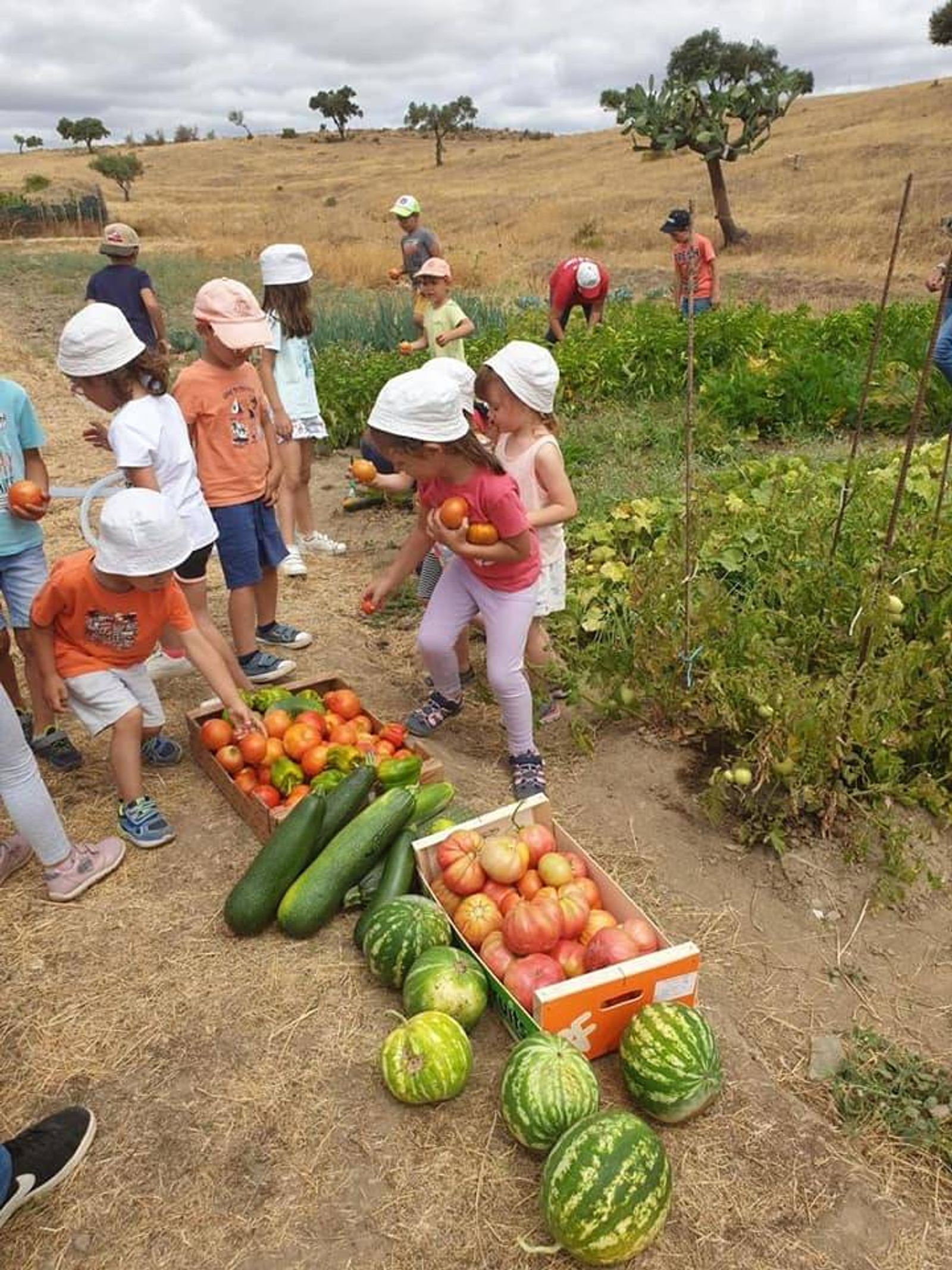 Colheita com a comunidade escolar