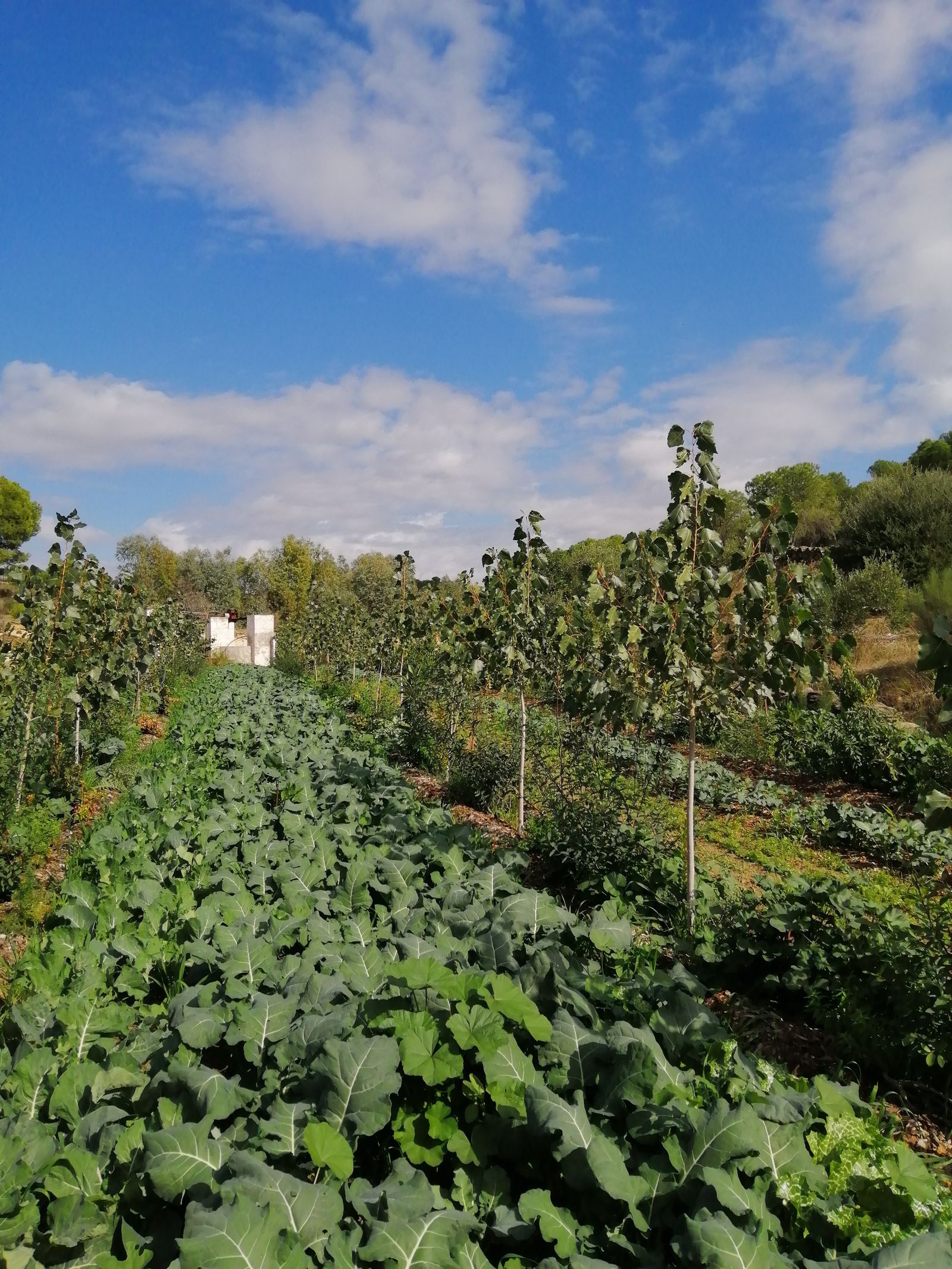 Produção agroecológica