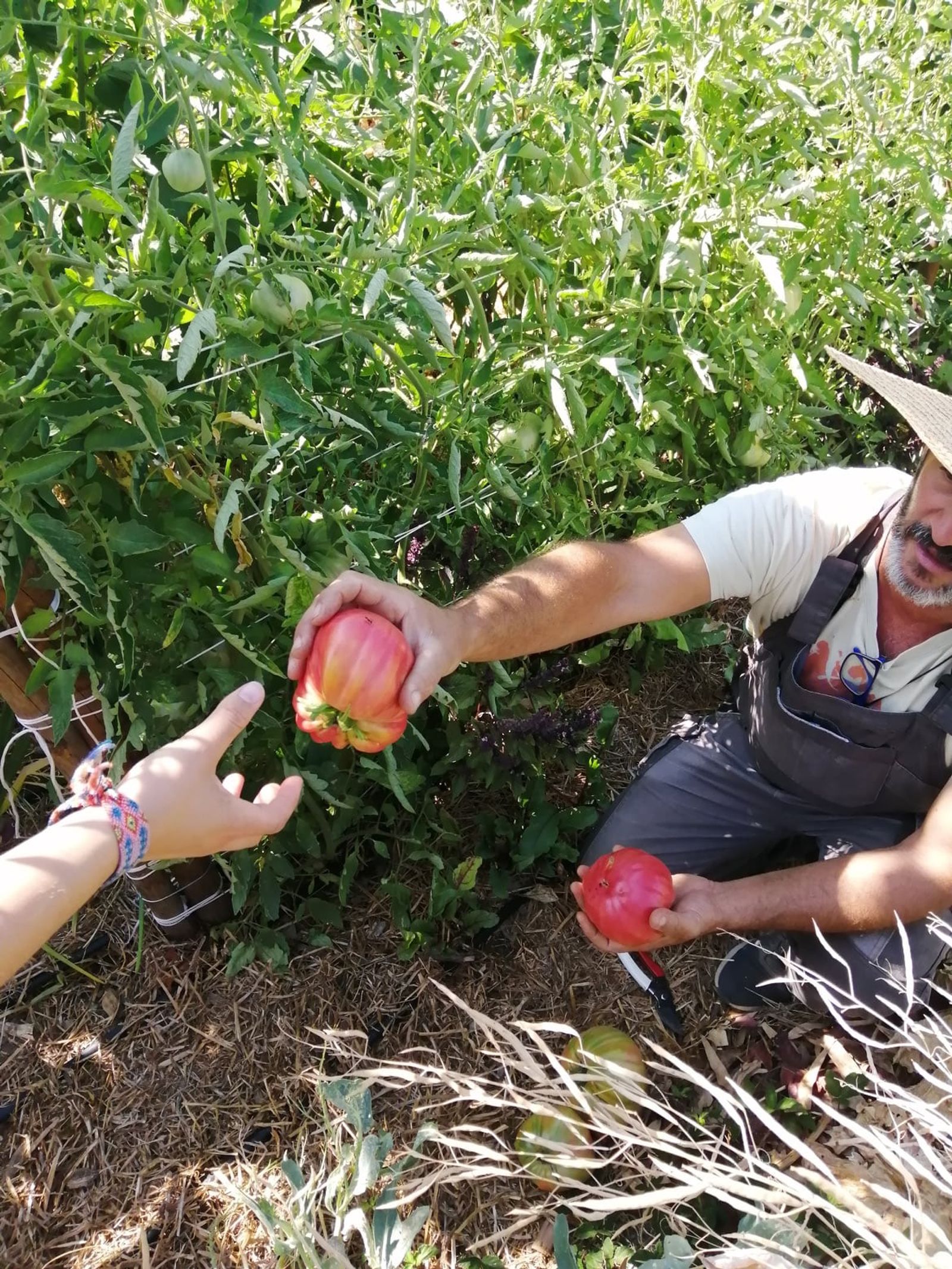 Produção agroecológica