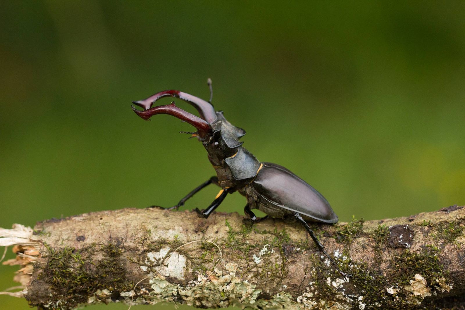 Macho de vaca-loura (Lucanus cervus)