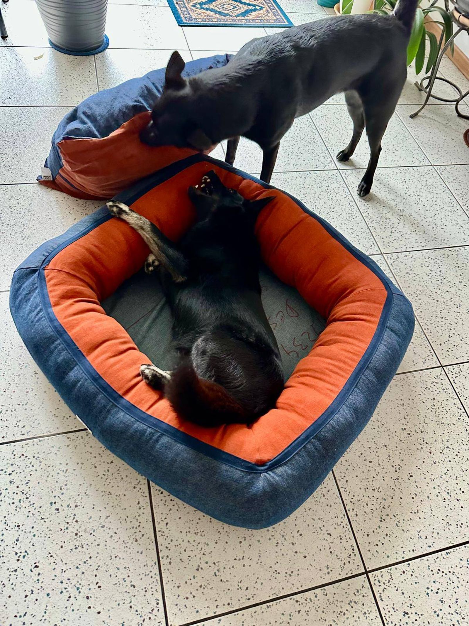 Produto re.store® pet: Simon & Fredja