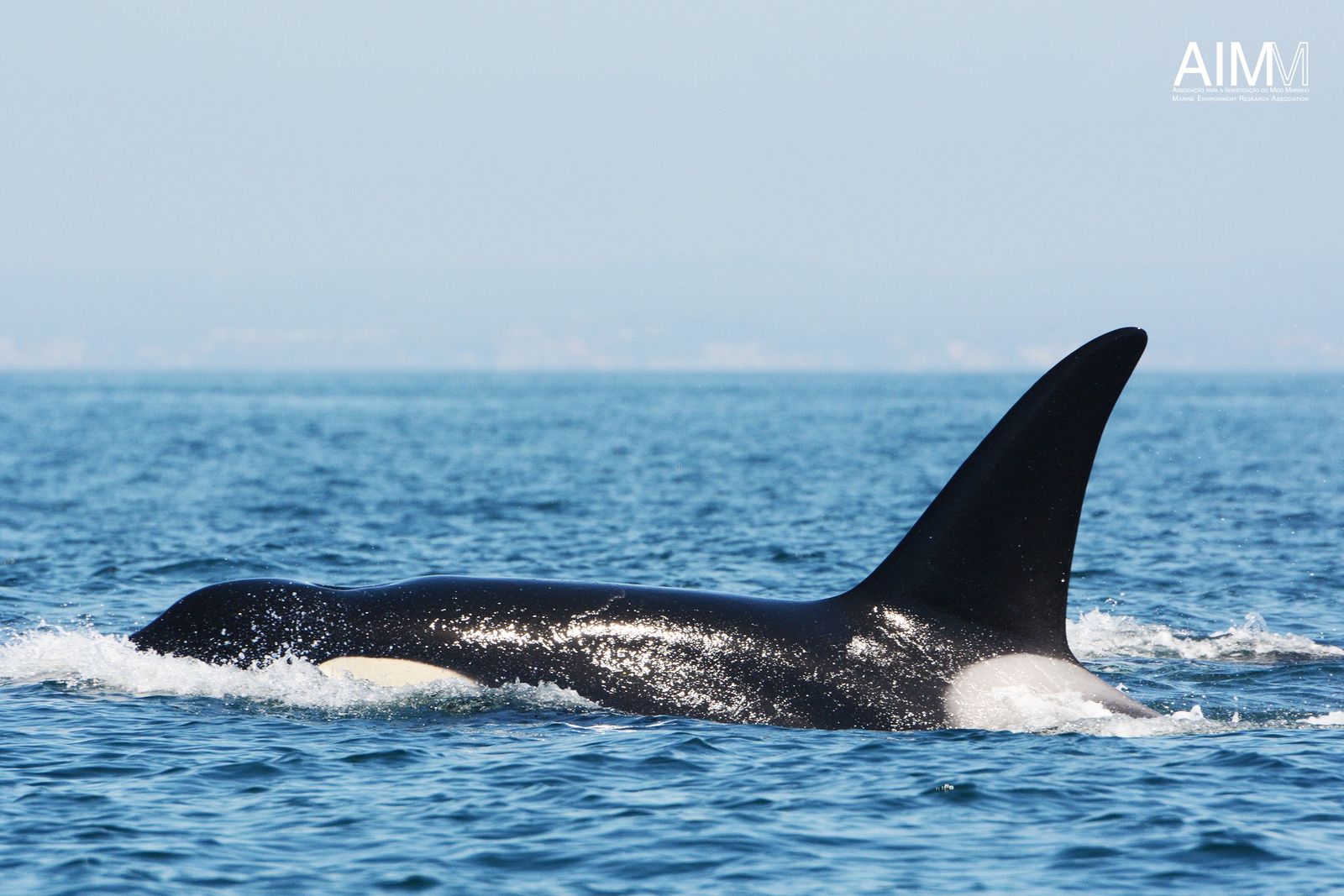 Orca (Orcinus orca)