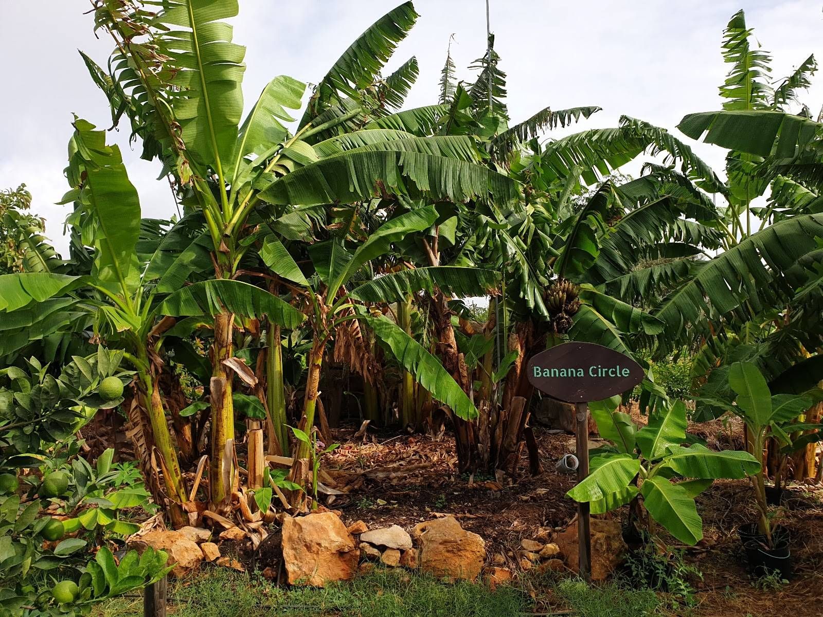 Um dos círculos de bananeiras do Pomar