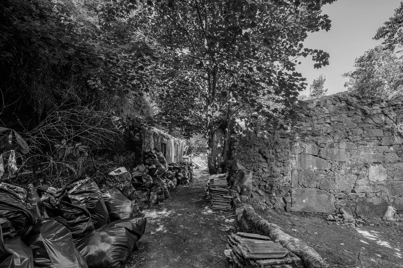 : Limpeza e retirada de lixo da antiga ruína na margem do rio Leça © Ivo Tavares Studio